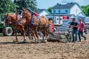 Image: Tire de chevaux 2025