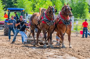 Image: Tire de chevaux 2026
